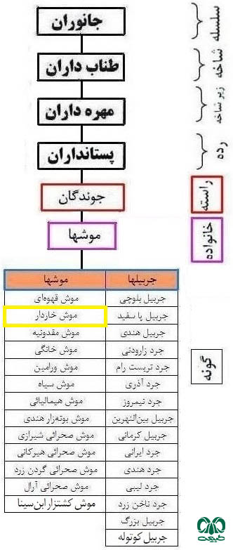 طبقه بندی گونه موش خاردار