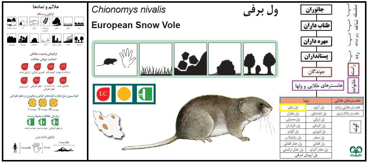 ول برفی 