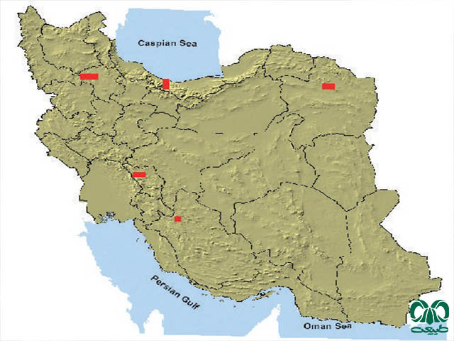 ول برفی در ایران