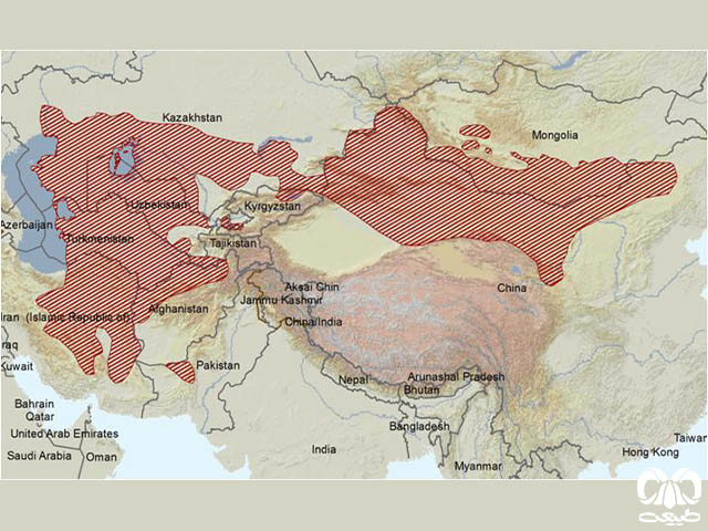 پراکندگی جربیل بزرگ در دنیا