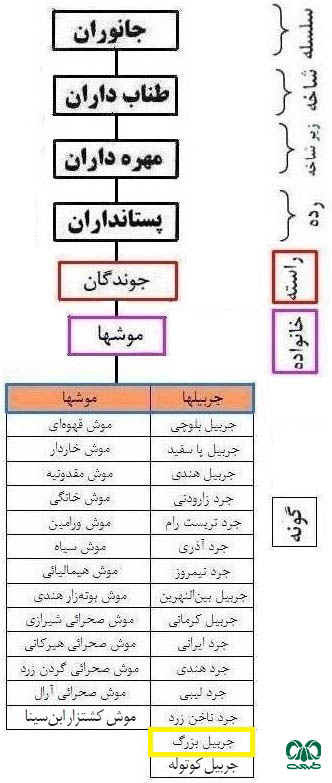 طبقه بندی گونه جربیل بزرگ