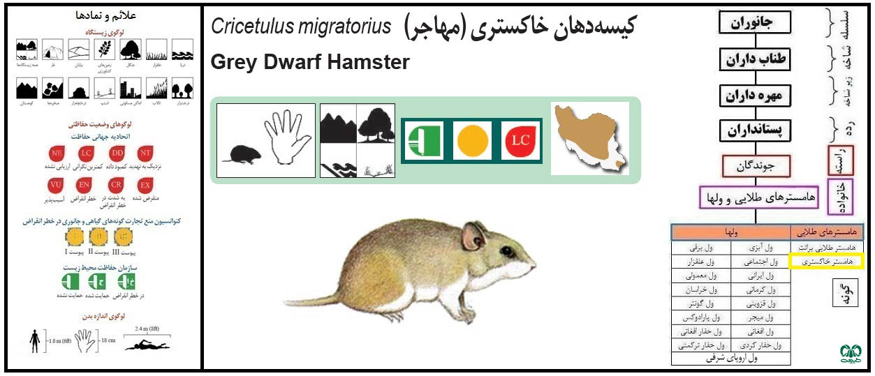 همستر (کیسه دهان) خاکستری یا مهاجر 