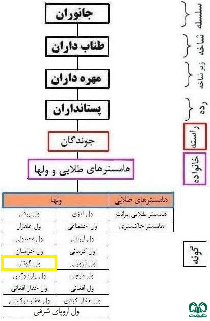 طبقه بندی گونه ول گونتر