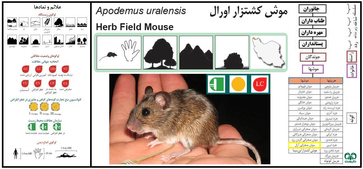 موش صحرایی آرال