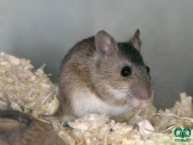 ویژگی‌های ظاهری گونه موش صحرایی آرال