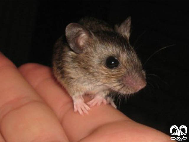 ویژگی‌های زیستی گونه موش صحرایی آرال