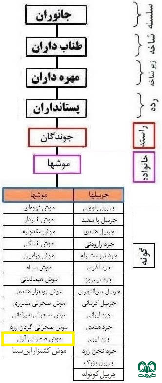 طبقه بندی گونه موش صحرایی آرال