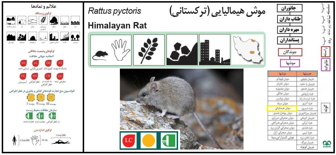 موش هیمالیایی