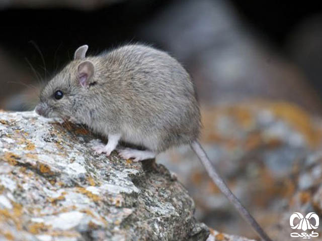 ویژگی‌های زیستی گونه موش هیمالیایی