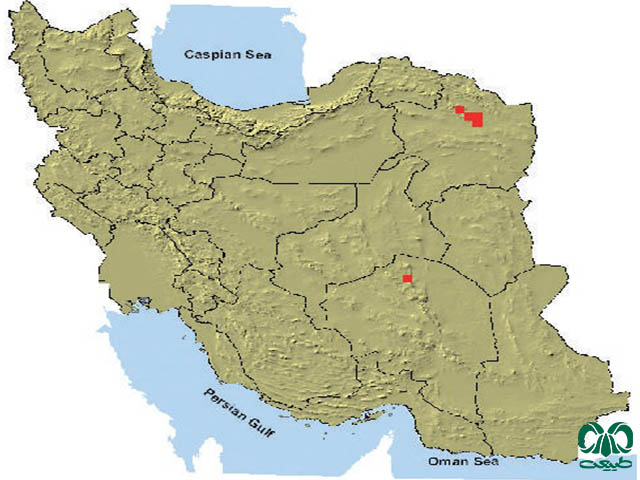 موش هیمالیایی در ایران