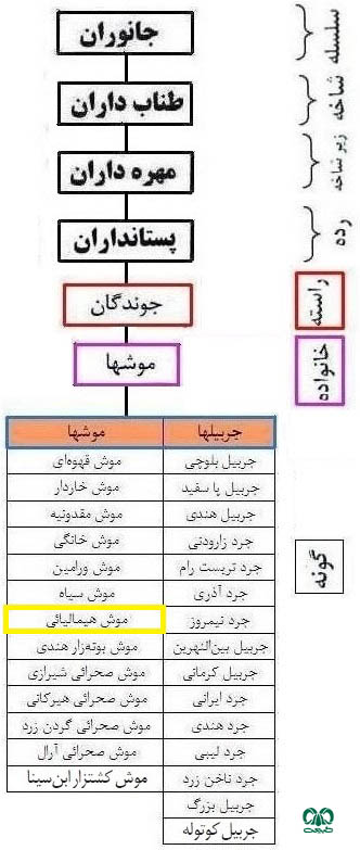 طبقه بندی گونه موش هیمالیایی