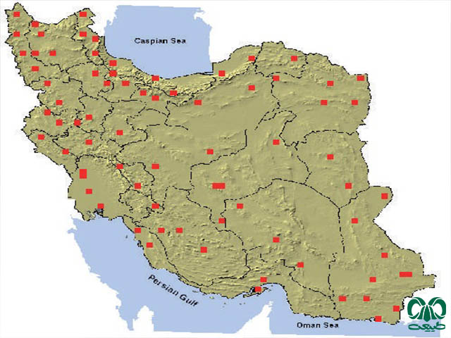 موش خانگی در ایران