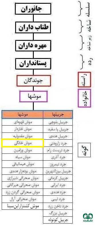 طبقه بندی گونه موش خانگی