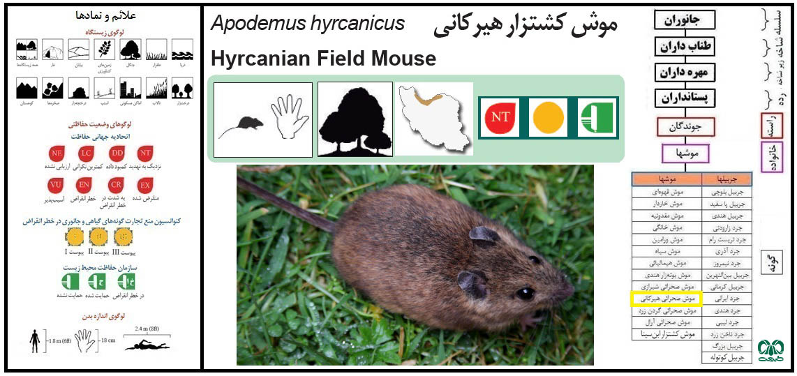 موش صحرایی هیرکانی 