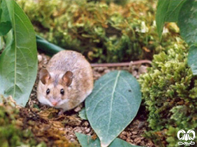 ویژگی‌های ظاهری گونه موش صحرایی هیرکانی