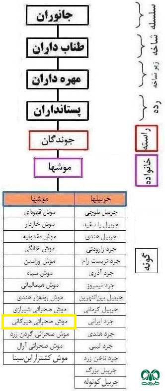 طبقه بندی گونه موش صحرایی هیرکانی