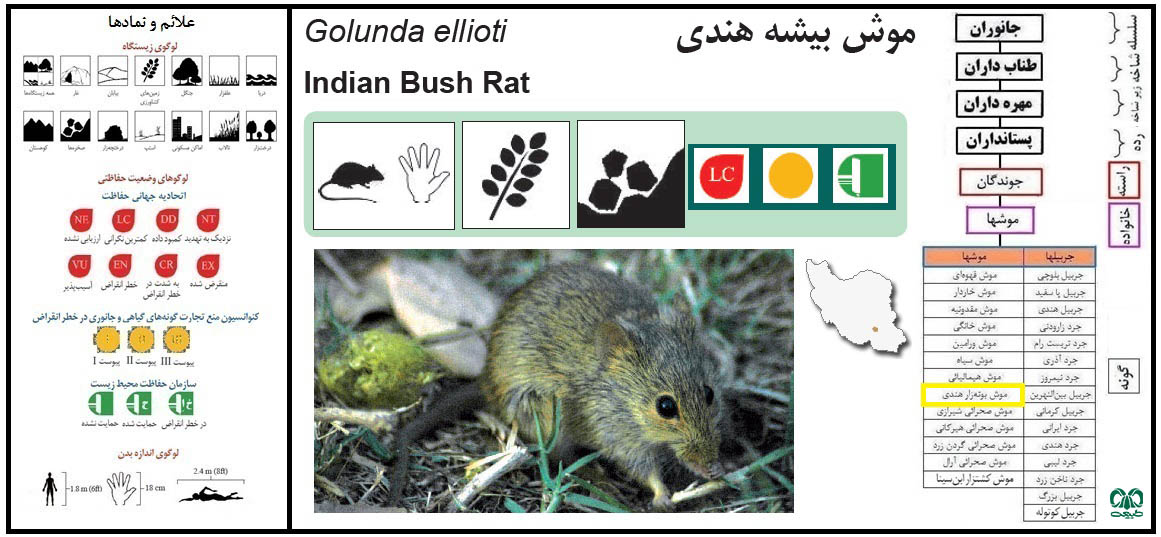 موش بوته‌ زار هندی