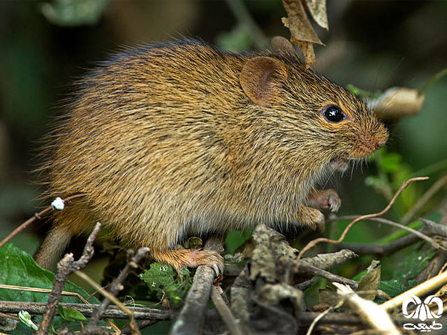  ویژگی‌های ظاهری گونه موش بوته‌ زار هندی