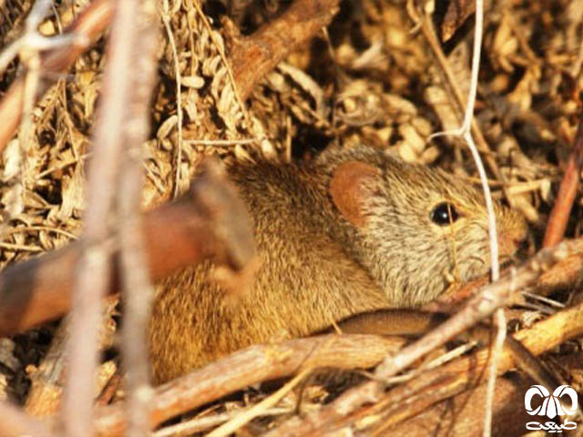 ویژگی‌های زیستی گونه موش بوته‌ زار هندی