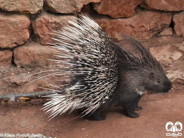 Indian Crested Porcupine 