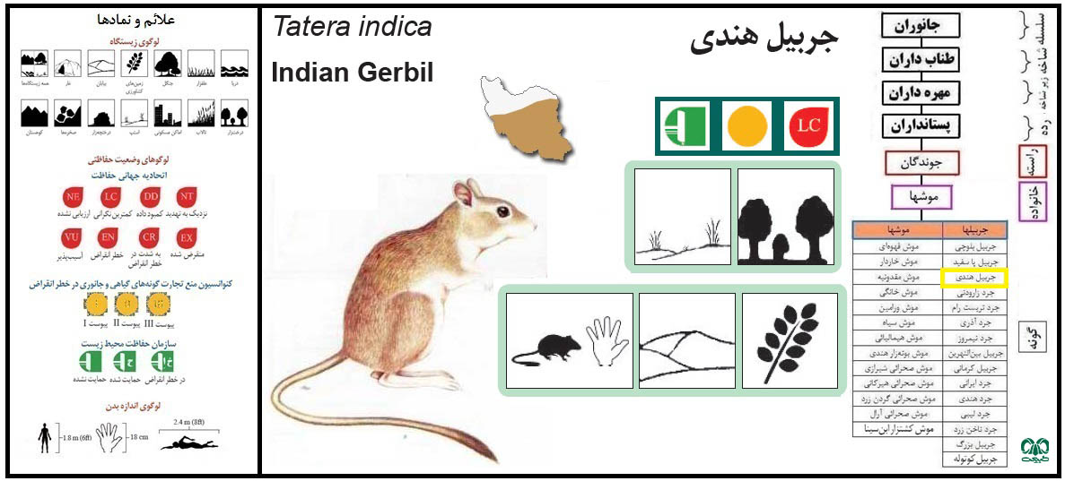 جربیل هندی