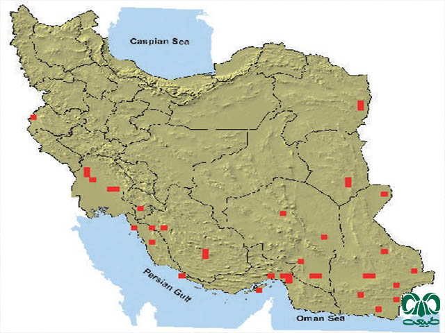 جربیل هندی در ایران