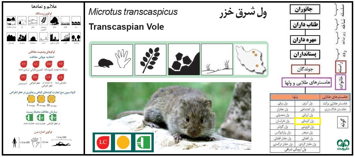 معرفی گونه ول کرمانی