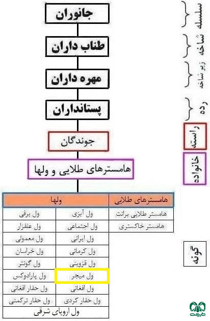 طبقه بندی گونه ول جنگلی میجر