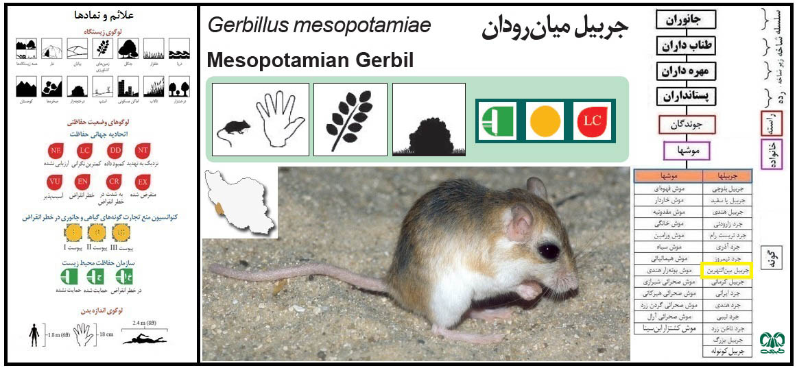 گونه جربیل بین‌ النهرین