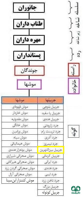 طبقه بندی گونه جربیل بین‌ النهرین