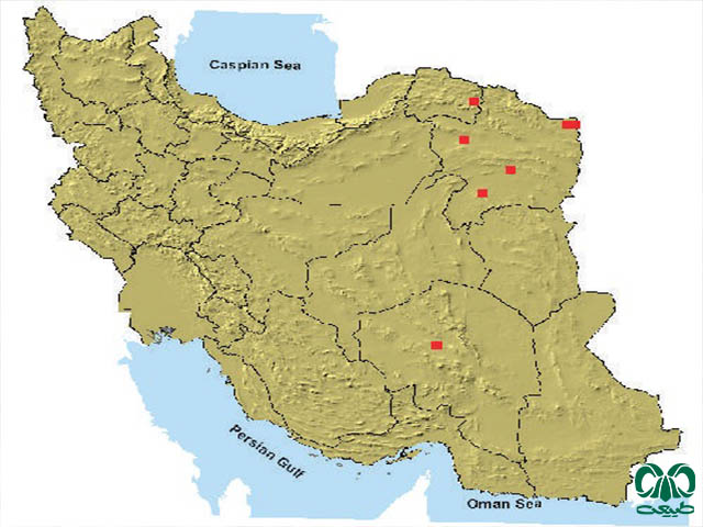 جرد نیمروز در ایران