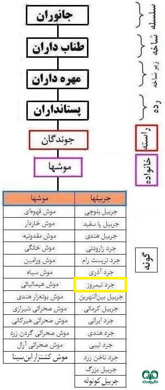 طبقه بندی گونه جرد نیمروز