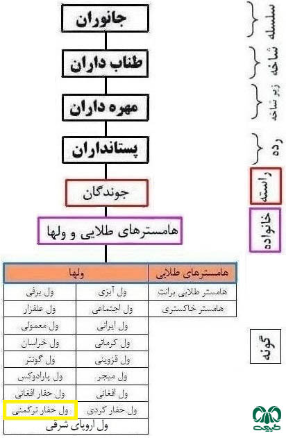 طبقه بندی گونه ول حفار ترکمنی