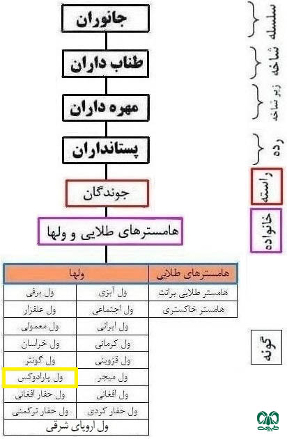 طبقه بندی گونه ول پارادوکس