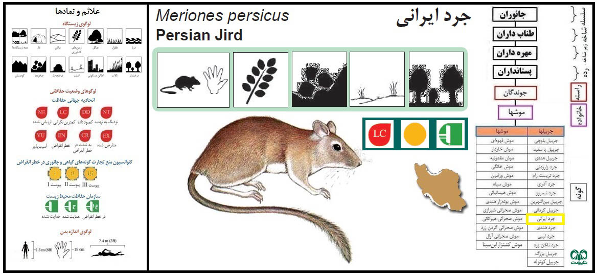 گونه جرد ایرانی 