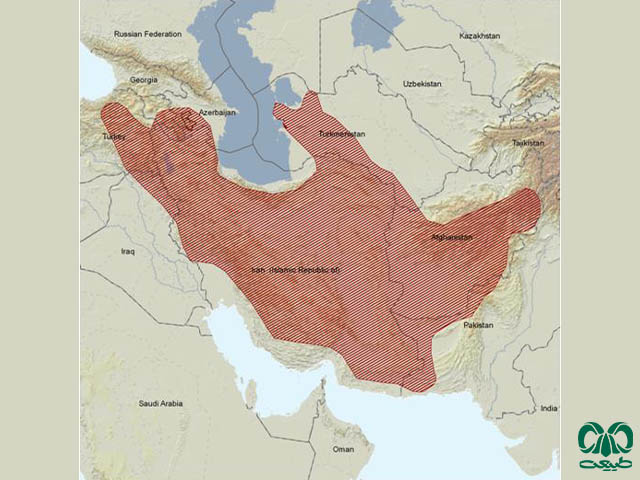 نقشه پراکندگی جرد ایرانی