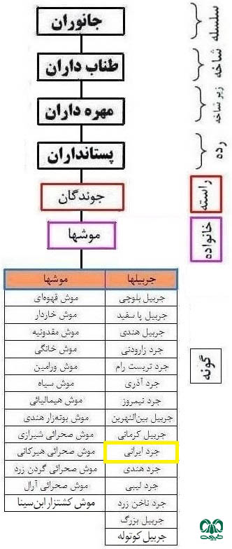 طبقه بندی گونه جرد ایرانی