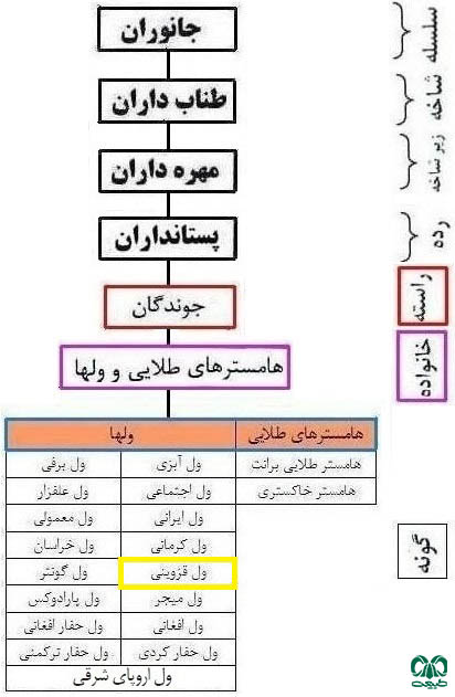 طبقه بندی گونه ول قزوینی