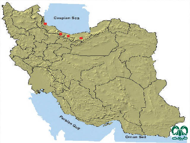 ول علفزار در ایران