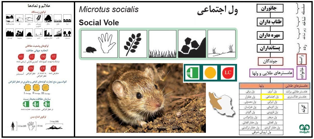 معرفی گونه ول اجتماعی