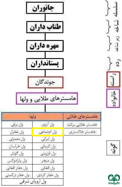 طبقه بندی گونه ول اجتماعی