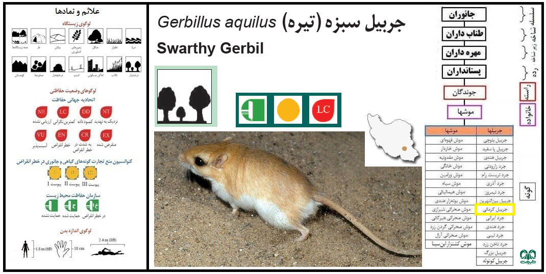 گونه جربیل کرمانی