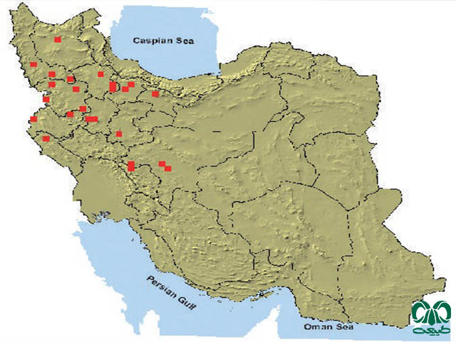 ول حفار کردی در ایران