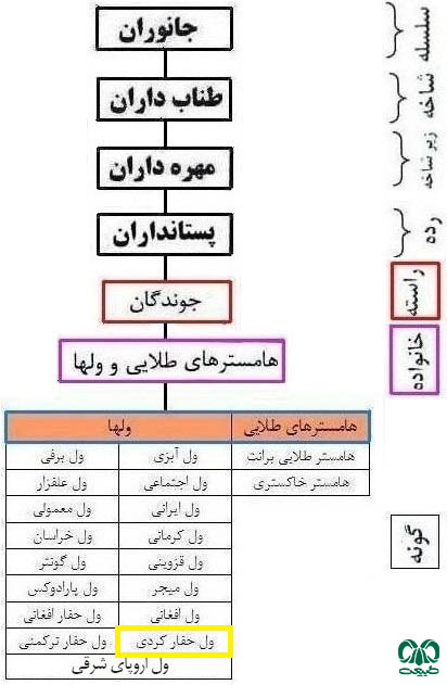 طبقه بندی گونه ول حفار کردی