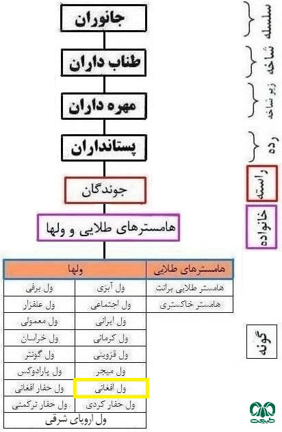 طبقه بندی گونه ول افغانی