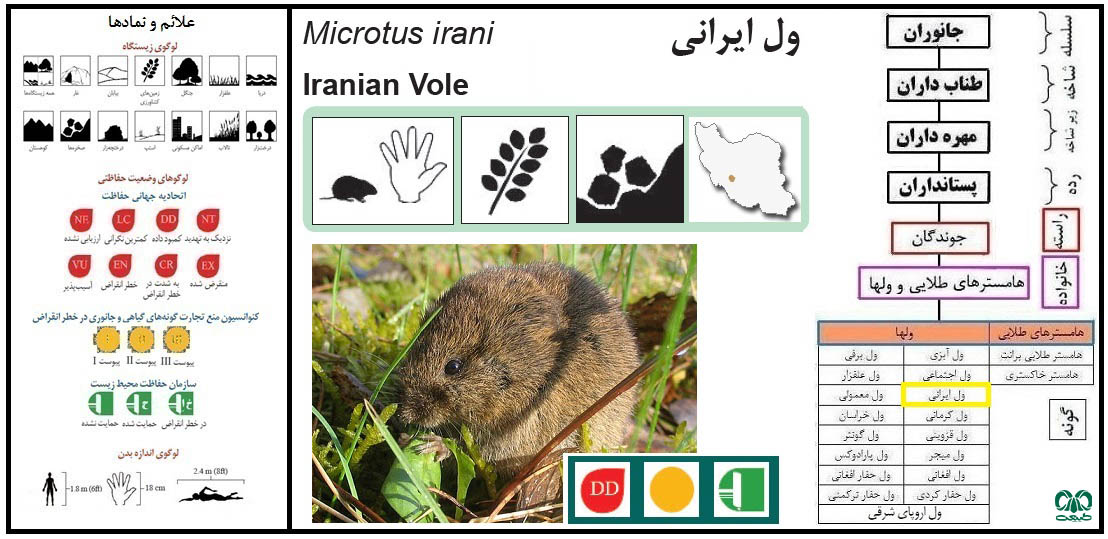 گونه ول ایرانی