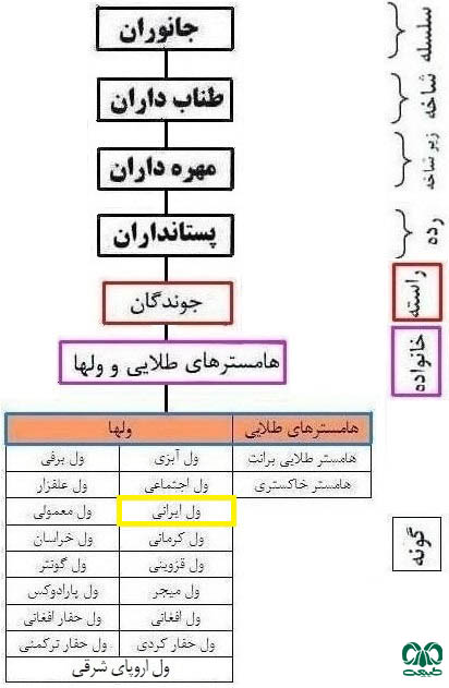 طبقه بندی گونه ول ایرانی