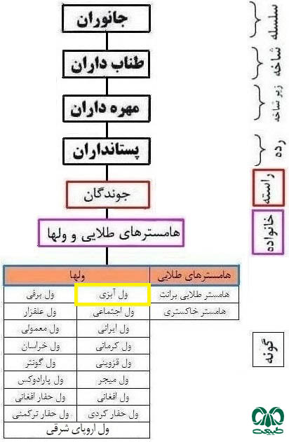 طبقه بندی گونه ول آبزی