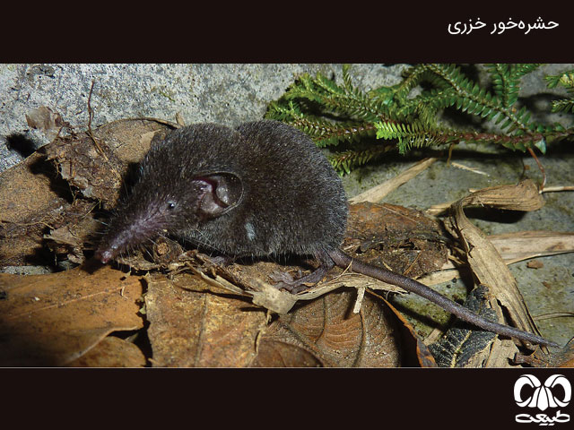 دشمنان طبیعی حشره‌خورها