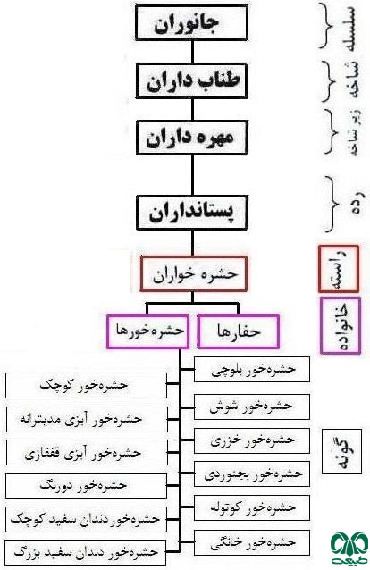 خانواده حشره‌خورها